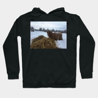 Scottish Highland Cattle Calf 1881 Hoodie